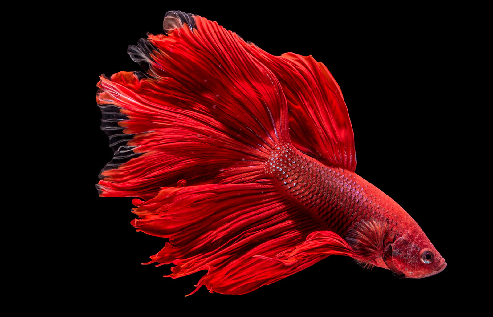 24 Jenis Ikan Laga 2022 (Gambar) | Jenis Betta Fish • Info Ikan laga