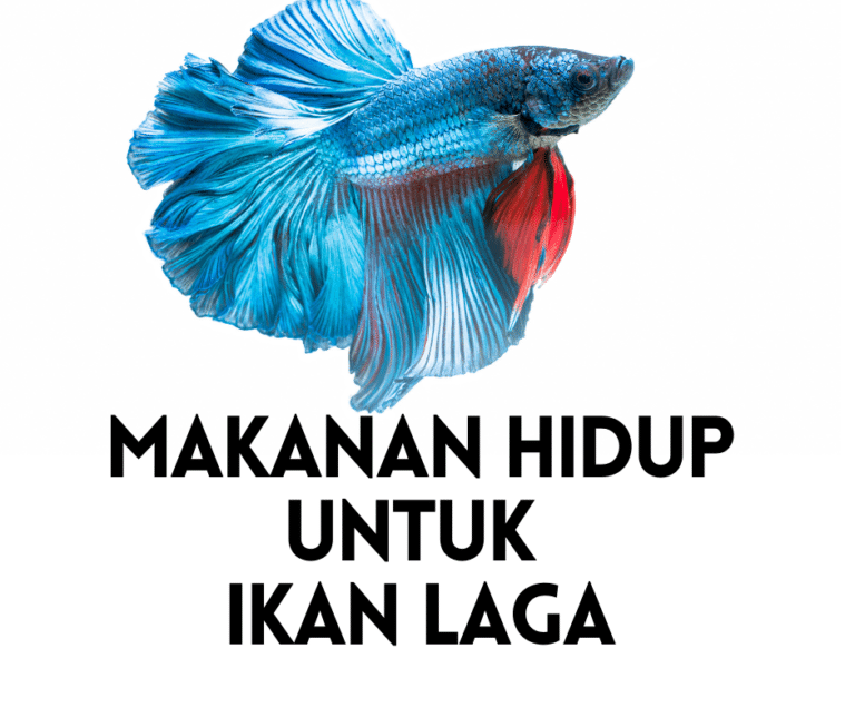 7 Makanan Hidup Terbaik Untuk Ikan Laga 2022 | Ikan Laga Makan Apa?