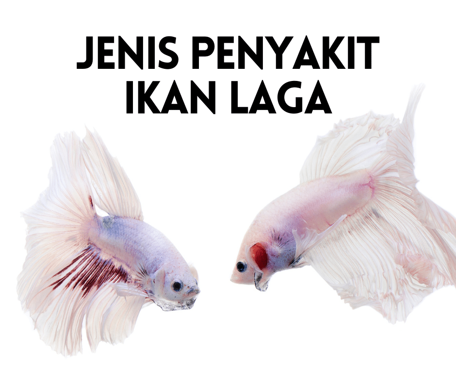 Jenis Penyakit Ikan Laga 2021 Gambar Rawatan Untuk Ikan Laga Info Ikan Laga Ikan Hiasan Terkini