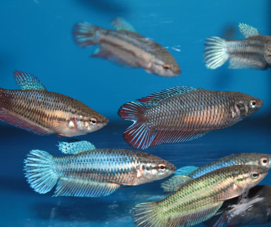 5 kesalahan dalam membiak ikan laga | Cara Membiak Ikan Laga