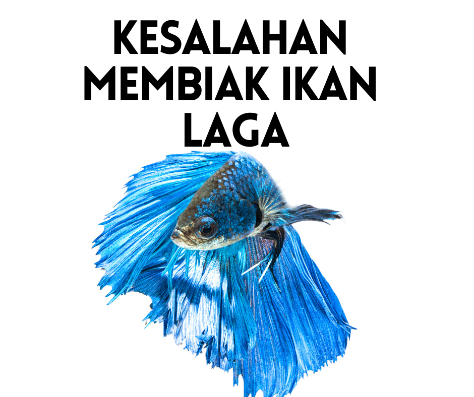 cara membiak ikan laga