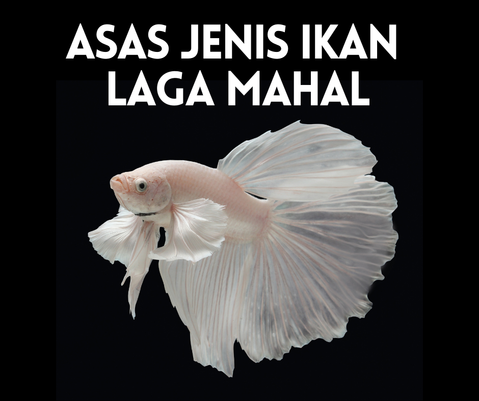 Jenis Ikan Laga Mahal (Gambar) | Variasi Jenis Ekor Ikan Laga