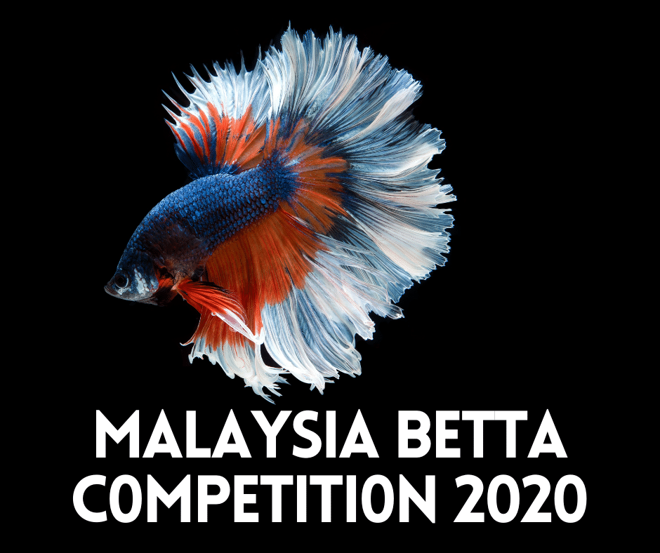 PERTANDINGAN IKAN LAGA MALAYSIA 2020 (MALAYSIA BETTA COMPETITION 2020)