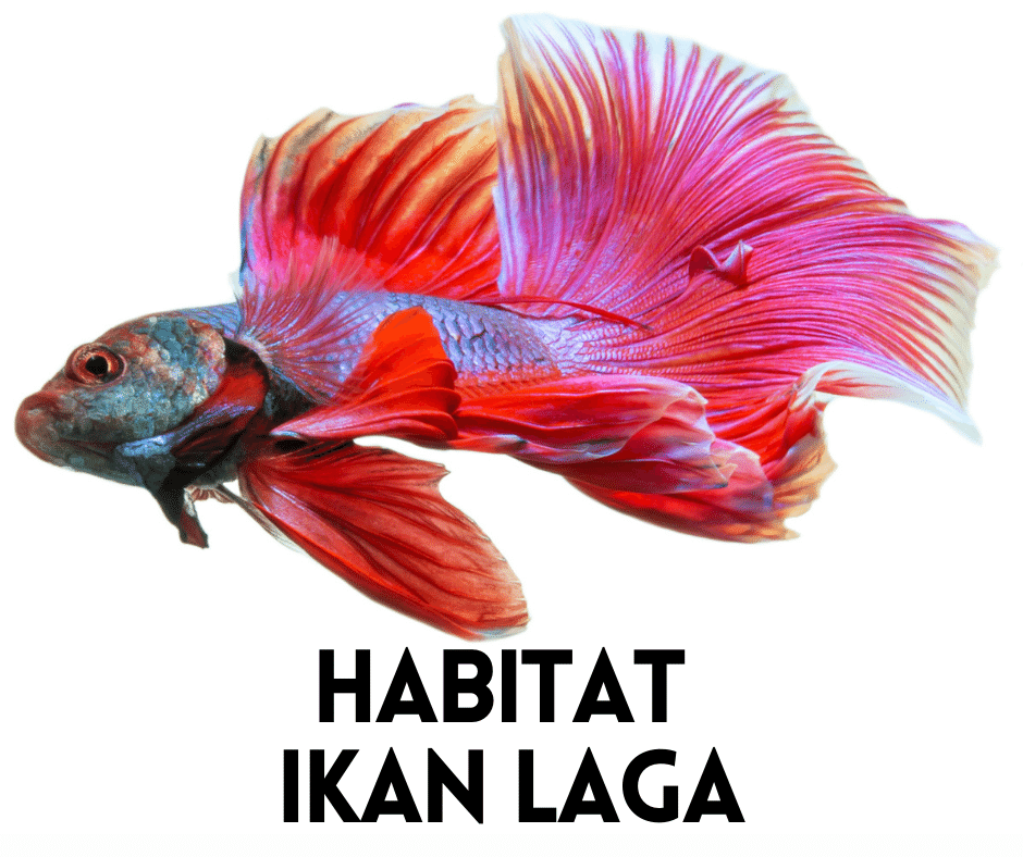 Habitat Ikan Laga