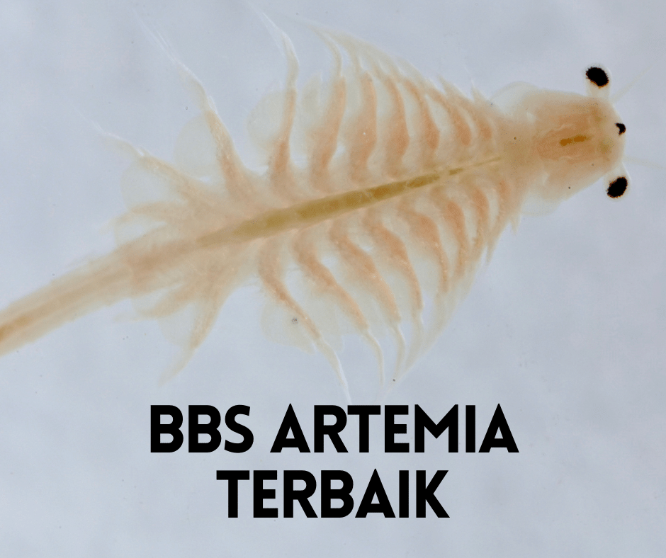 Bbs Artemia Terbaik