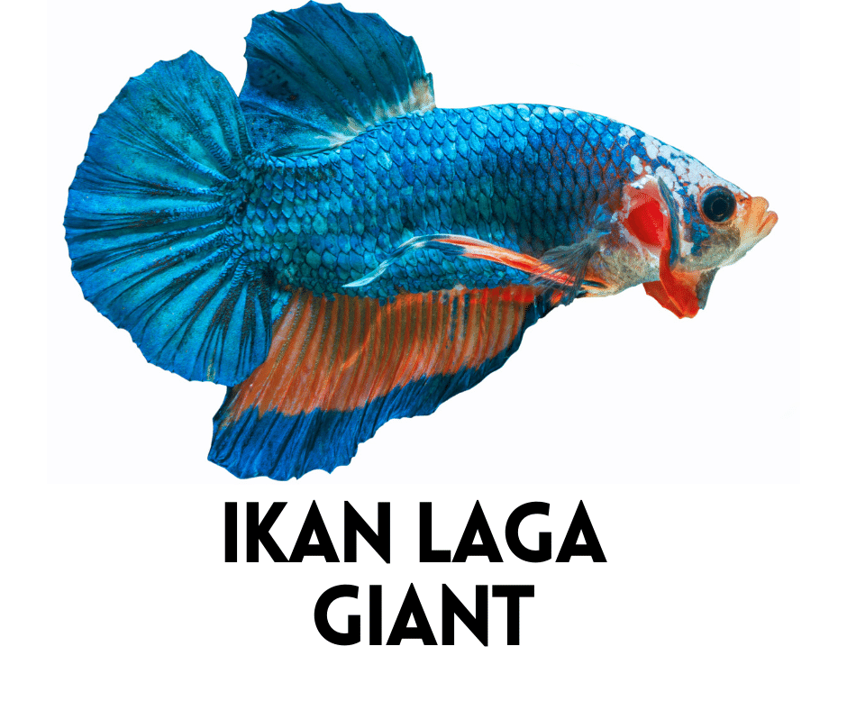 Ikan Laga Giant
