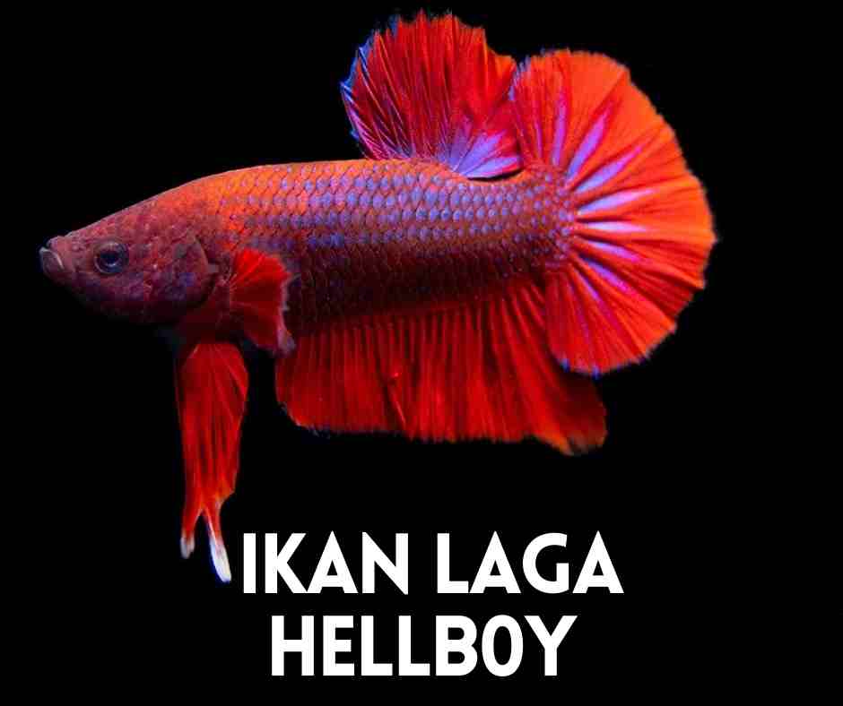 ikan laga hellboy