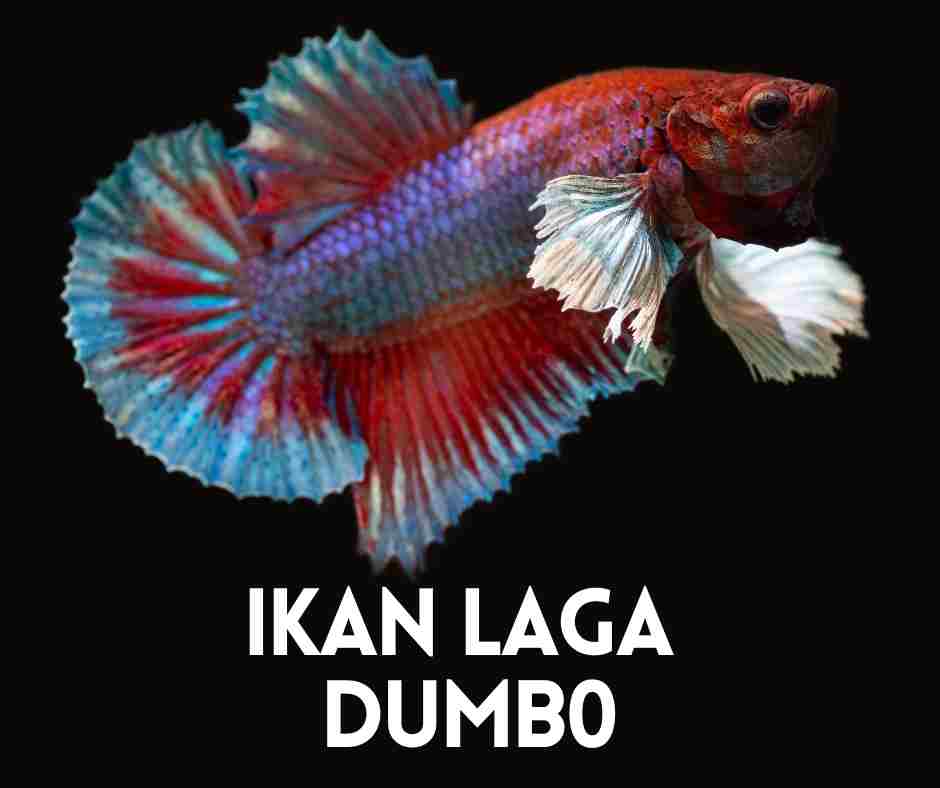 Ikan Laga Dumbo
