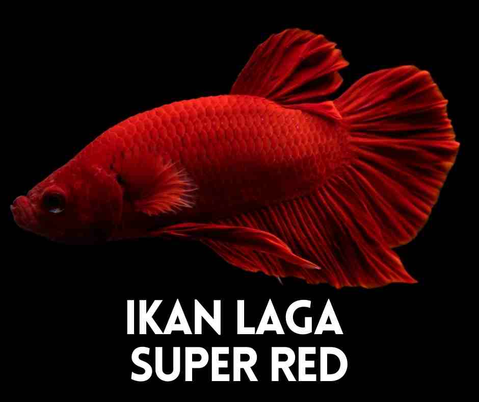 ikan laga super red