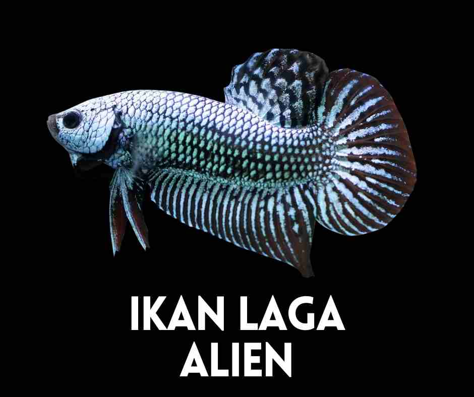 Ikan Laga Alien