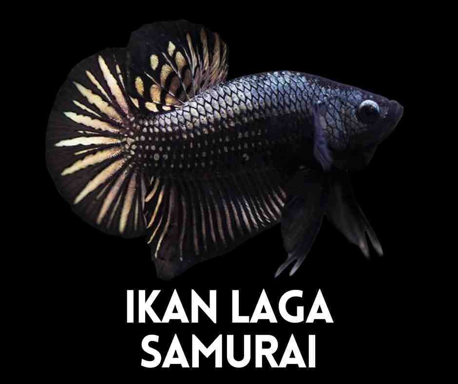 Ikan Laga Samurai