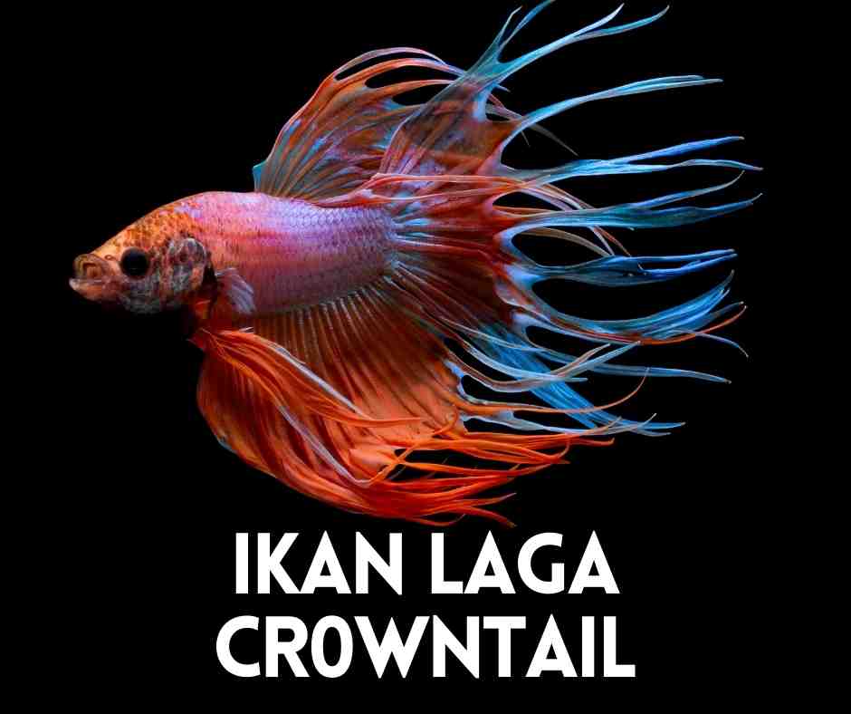 ikan laga crowntail